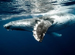 Význam a výklad velrybího snu:Mluvte a hlaste 