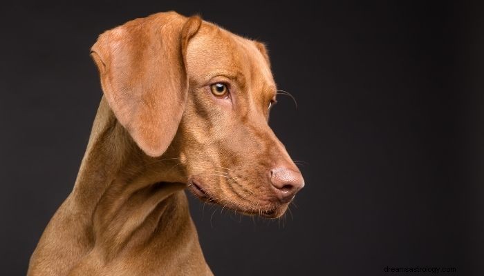 犬の夢の意味と解釈：男の親友 