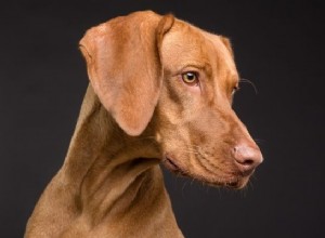 犬の夢の意味と解釈：男の親友 