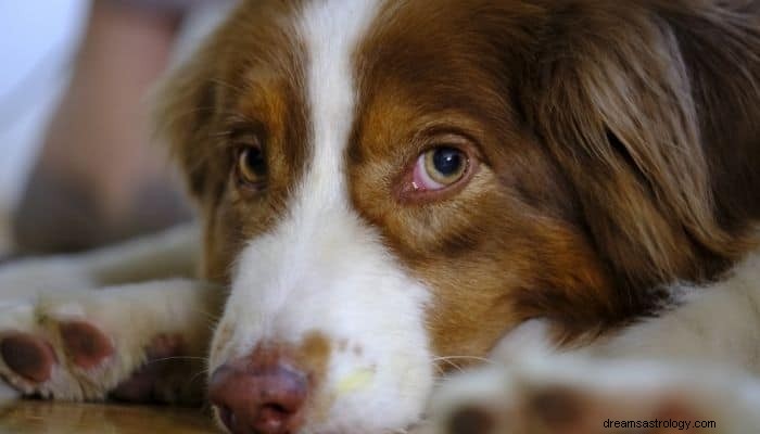 Significado e interpretação de sonhar com cachorro:o melhor amigo do homem 