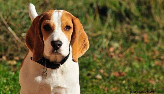 Significado e interpretação de sonhar com cachorro:o melhor amigo do homem 