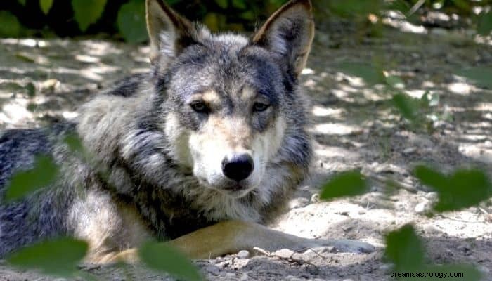 Significado e interpretación del sueño del ataque del lobo:¡un sueño aterrador! 