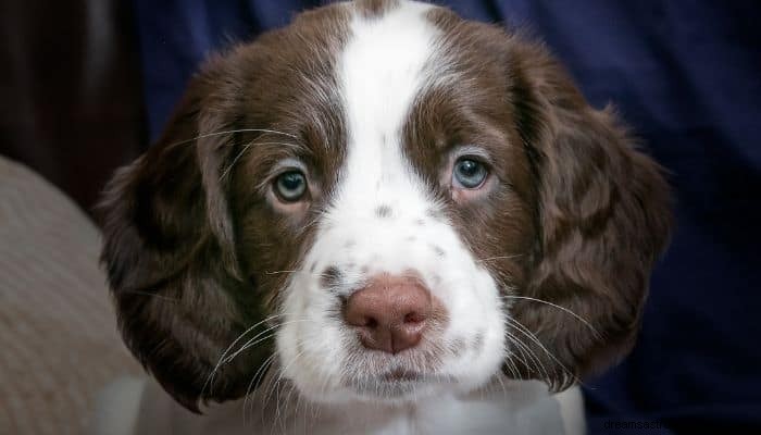 犬の夢の意味と解釈：男の親友 