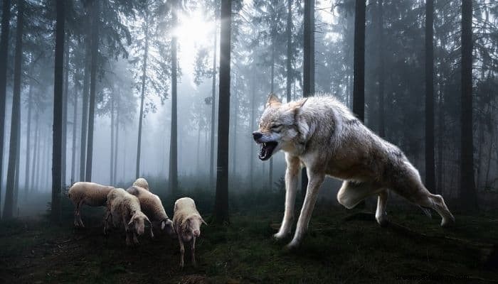 Wolf Attack Dream Betydelse &Tolkning:En skrämmande dröm! 