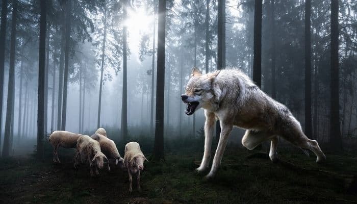 Signification et interprétation du rêve d attaque de loup :un rêve terrifiant ! 