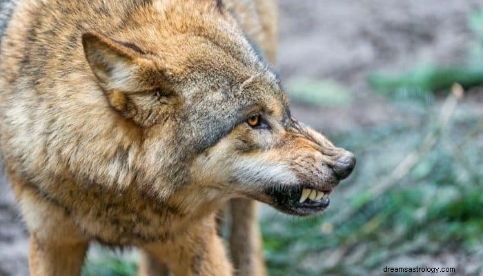 Signification et interprétation du rêve d attaque de loup :un rêve terrifiant ! 