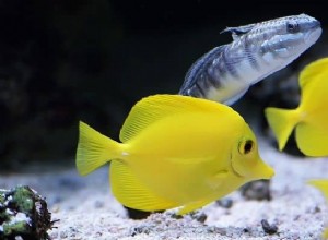 Significado e interpretación de los sueños con peces:descubre el significado oculto 