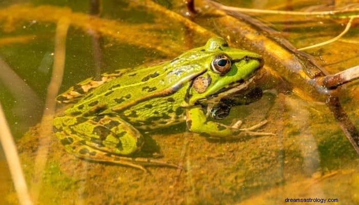 Significato e interpretazione del sogno della rana:niente da temere! 