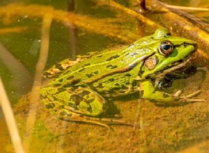Frog Dream Betydning og fortolkning:Intet at frygte! 