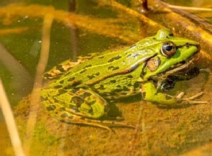 カエルの夢の意味と解釈：恐れることは何もない！ 