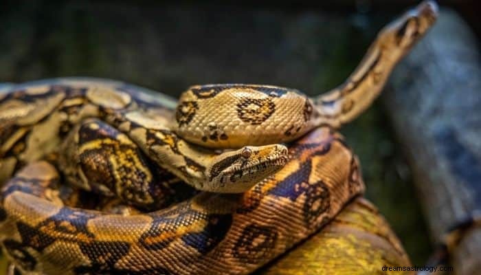 Significado e interpretação do sonho de cobra colorida:isso pode surpreendê-lo 