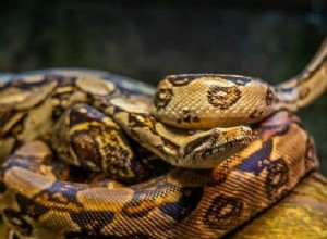 Význam a výklad snu barevného hada:To vás může překvapit 