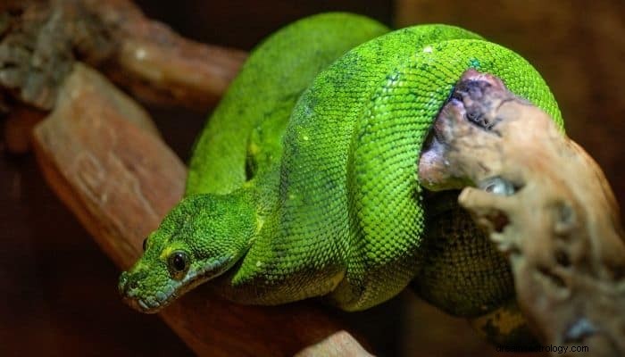 Significato e interpretazione del sogno del serpente colorato:questo potrebbe sorprenderti 