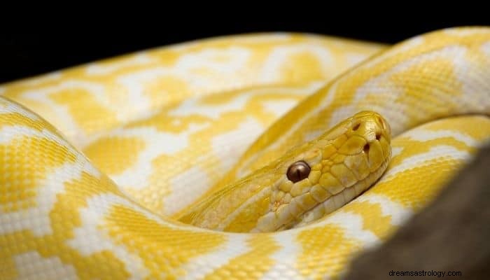 Significato e interpretazione del sogno del serpente colorato:questo potrebbe sorprenderti 