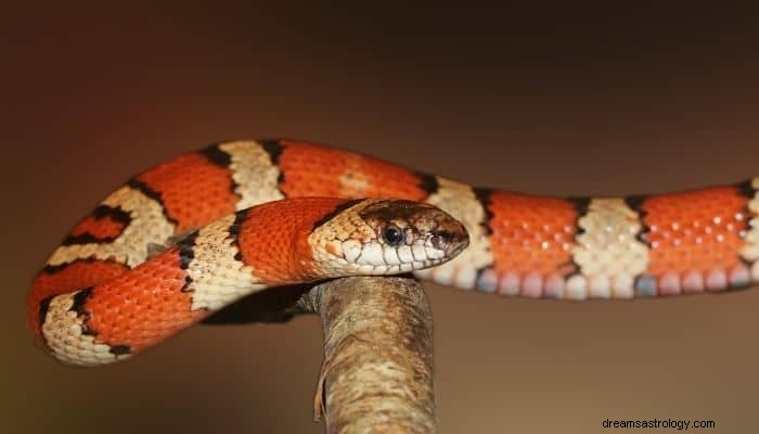 Significado e interpretação do sonho de cobra colorida:isso pode surpreendê-lo 