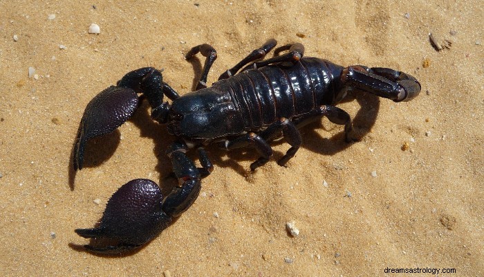 Top 7 des significations des rêves de scorpion :découvrez leurs significations ! 