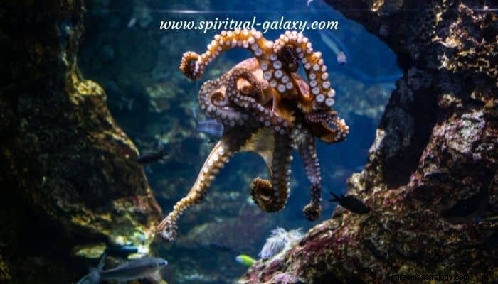 9 Best Octopus Dream Bedeutung:Es gibt Gutes inmitten von Schlechtem 