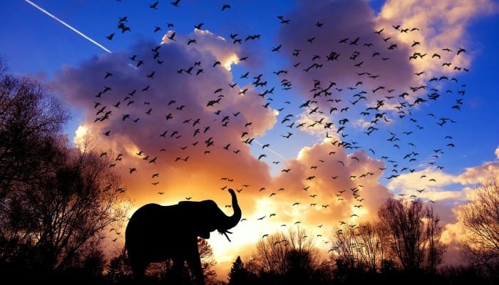 Top 13 Significado dos sonhos com elefantes:e os enormes efeitos em sua vida! 