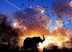 Los 13 mejores significados de los sueños con elefantes:¡y los enormes efectos en tu vida! 