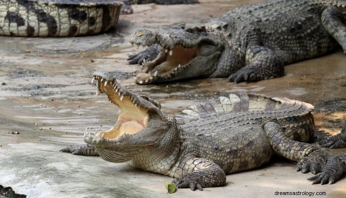 Znaczenie snu krokodyla:szereg emocji 