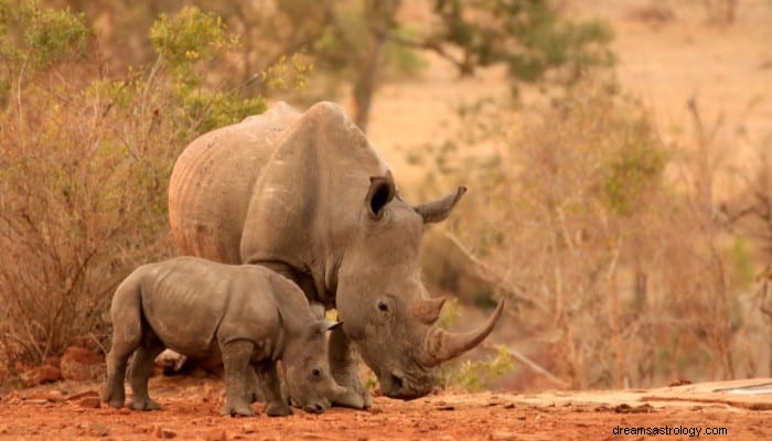 Rhino Dream Betekenis:kracht, kracht en veelzijdigheid 