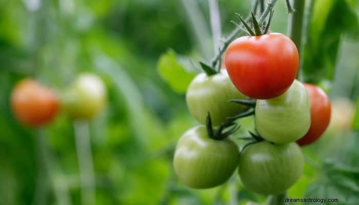 Tomaters drömmening:Välj rätt tolkning! 