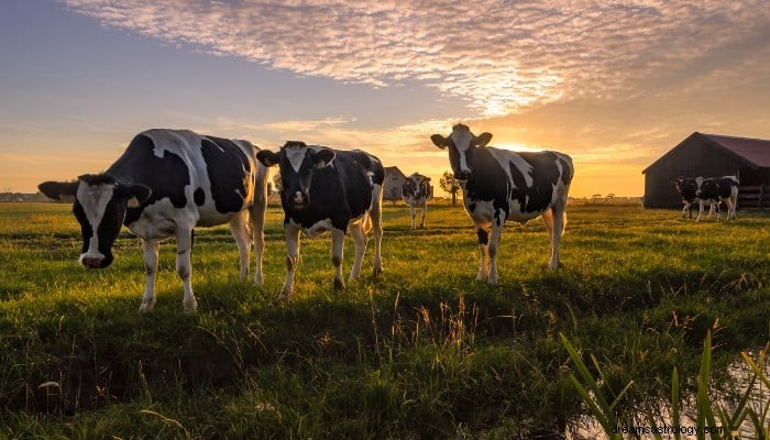 Significado dos sonhos com vaca:ser mensageiros espirituais 