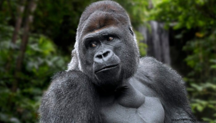 Gorilla Dream Meaning:8 bästa tolkning 