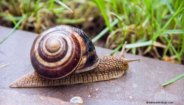 Snail Dream Význam:Zpomal a uvolni se! 