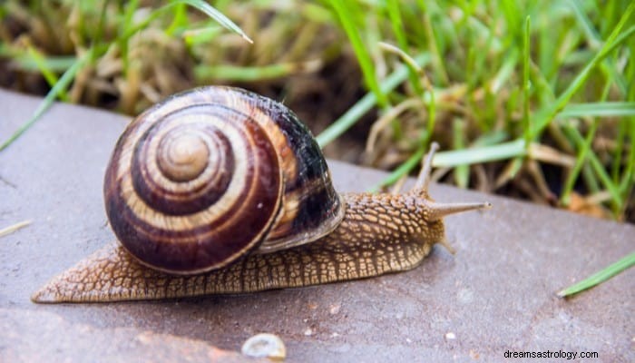 Significado dos sonhos com caracol:desacelere e vá com calma! 