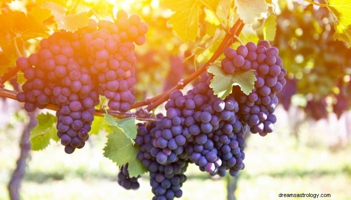 Grapes Dream Σημασία:Εκτενείς πληροφορίες για το όνειρο 