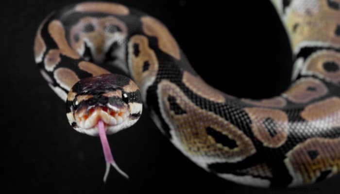 Top 8 Python-droombetekenis:de ergste dingen in het leven! 