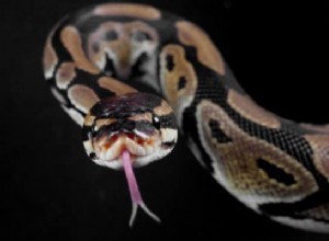 8 najważniejszych znaczeń snów w Pythonie:najgorsze rzeczy w życiu! 