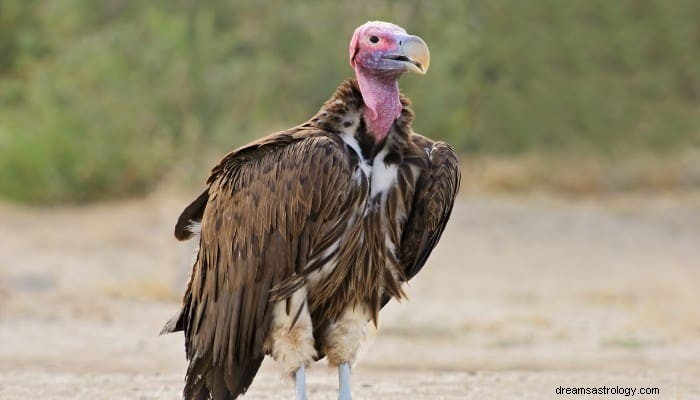 Signification du rêve de vautour :que va-t-il se passer ? 