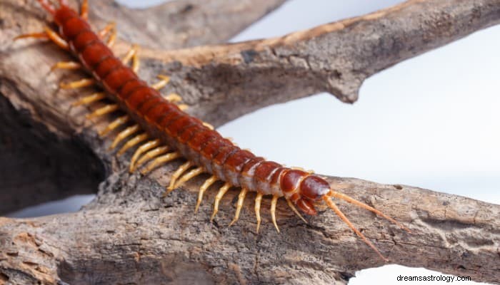 Top 9 Centipede Dream Bedeutung:Seltsam und seltsam 