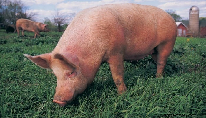 Significado do sonho do porco:procure o significado hoje! 