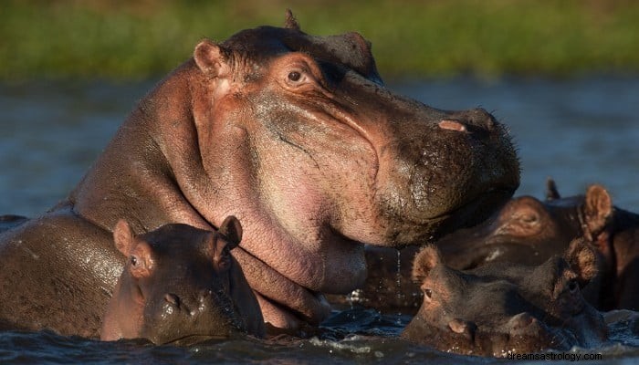 Significado do sonho com hipopótamo:8 interpretação dos sonhos 