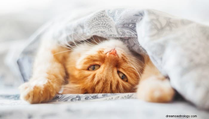 Έννοια ονείρου γάτας:Ομορφιά και κομψότητα 