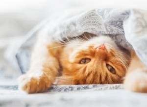 Signification du rêve de chat :beauté et élégance 