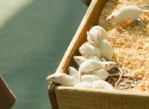 Význam snu bílé myši:Přestaňte se starat o malé věci! 