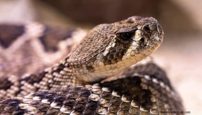 Sogno di morso di serpente a sonagli Significato:buon segno o veleno malvagio? 