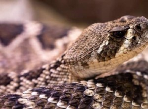ガラガラヘビの一口夢の意味：良い兆候または邪悪な毒？ 