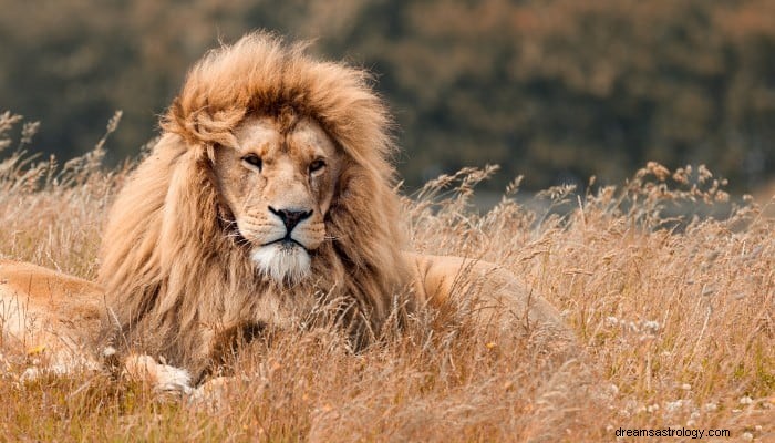 Lion Dream Betekenis:kracht, moed en kracht! 