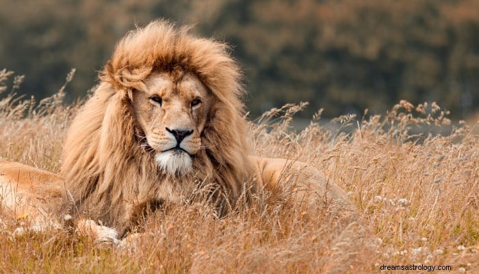 Significado do sonho de leão:força, coragem e poder! 