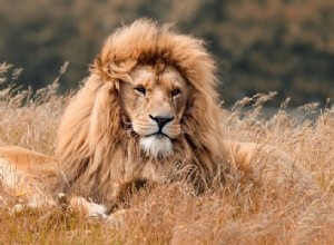 ライオンの夢の意味：強さ、勇気、そして力！ 