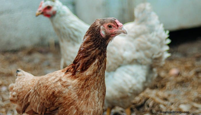 13 Chicken In House Dream Betydelse:Grundligt förklarad! 