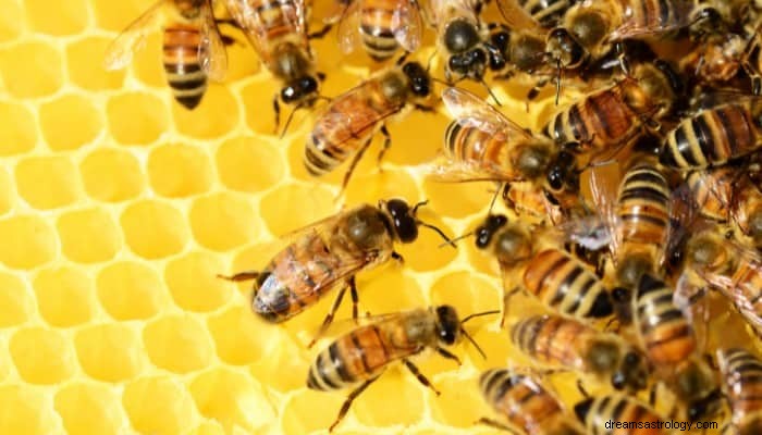 11 Znaczenie snu pszczół:fakty, które powinieneś wiedzieć! 