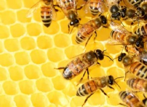 11蜂の夢の意味：知っておくべき事実！ 