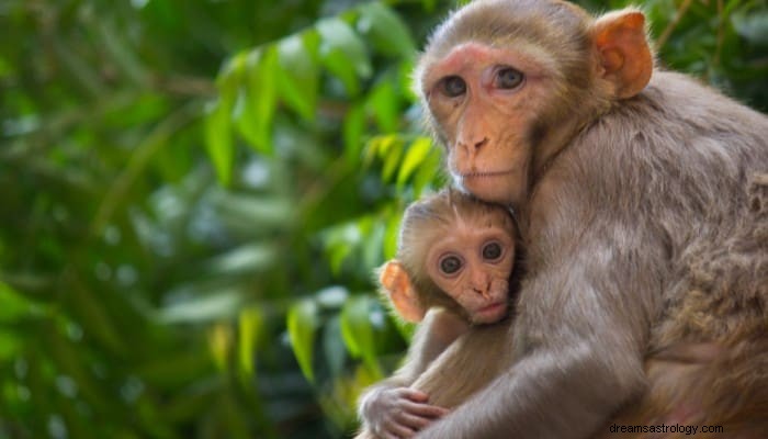 10 Monkey Dream Meaning:Handlingar och förklaringar! 