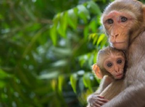 10 Significado de los Sueños de los Monos:Tramas y Explicaciones! 
